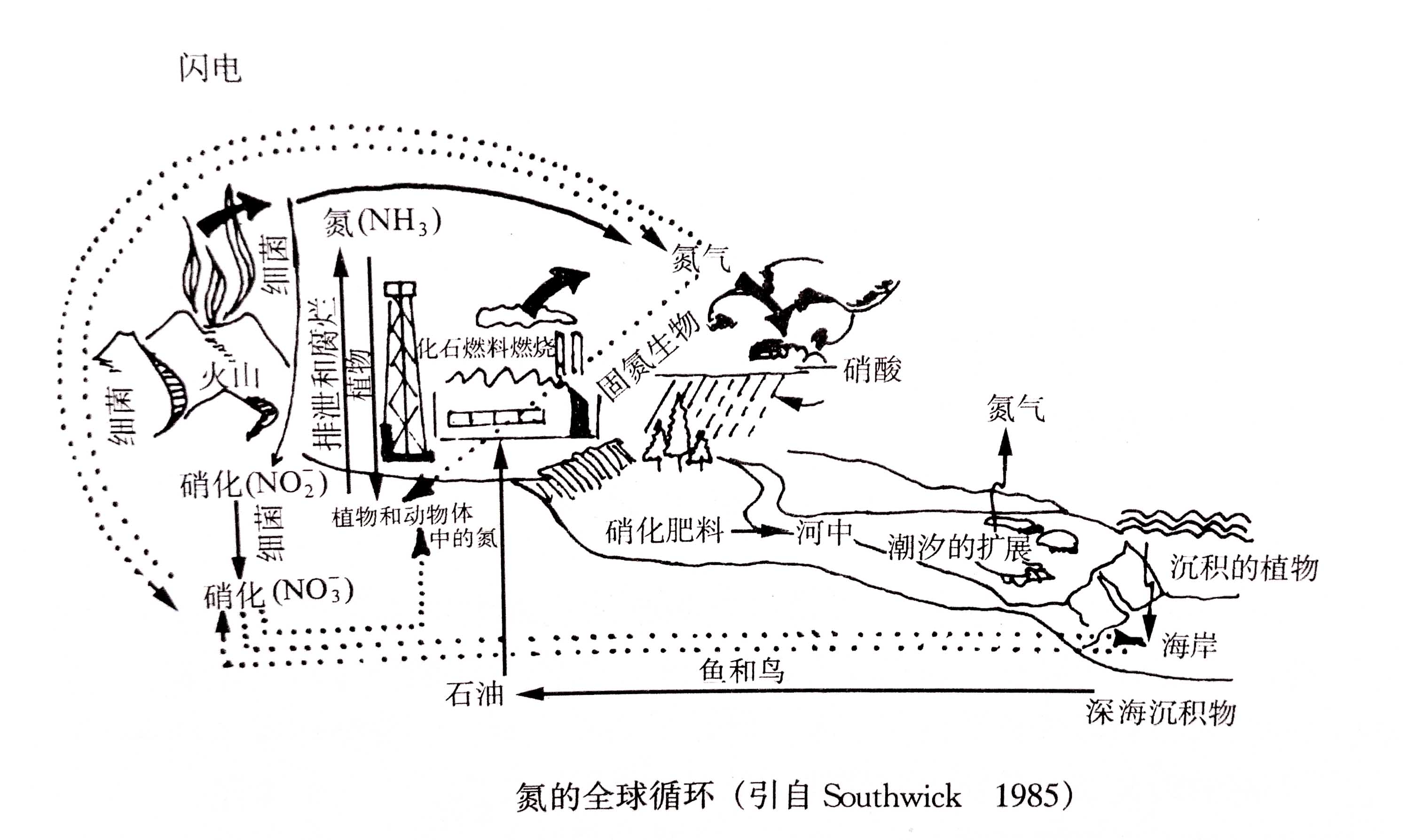 生態(tài)系統(tǒng)的物質循環(huán)——氮、磷、硫循環(huán)