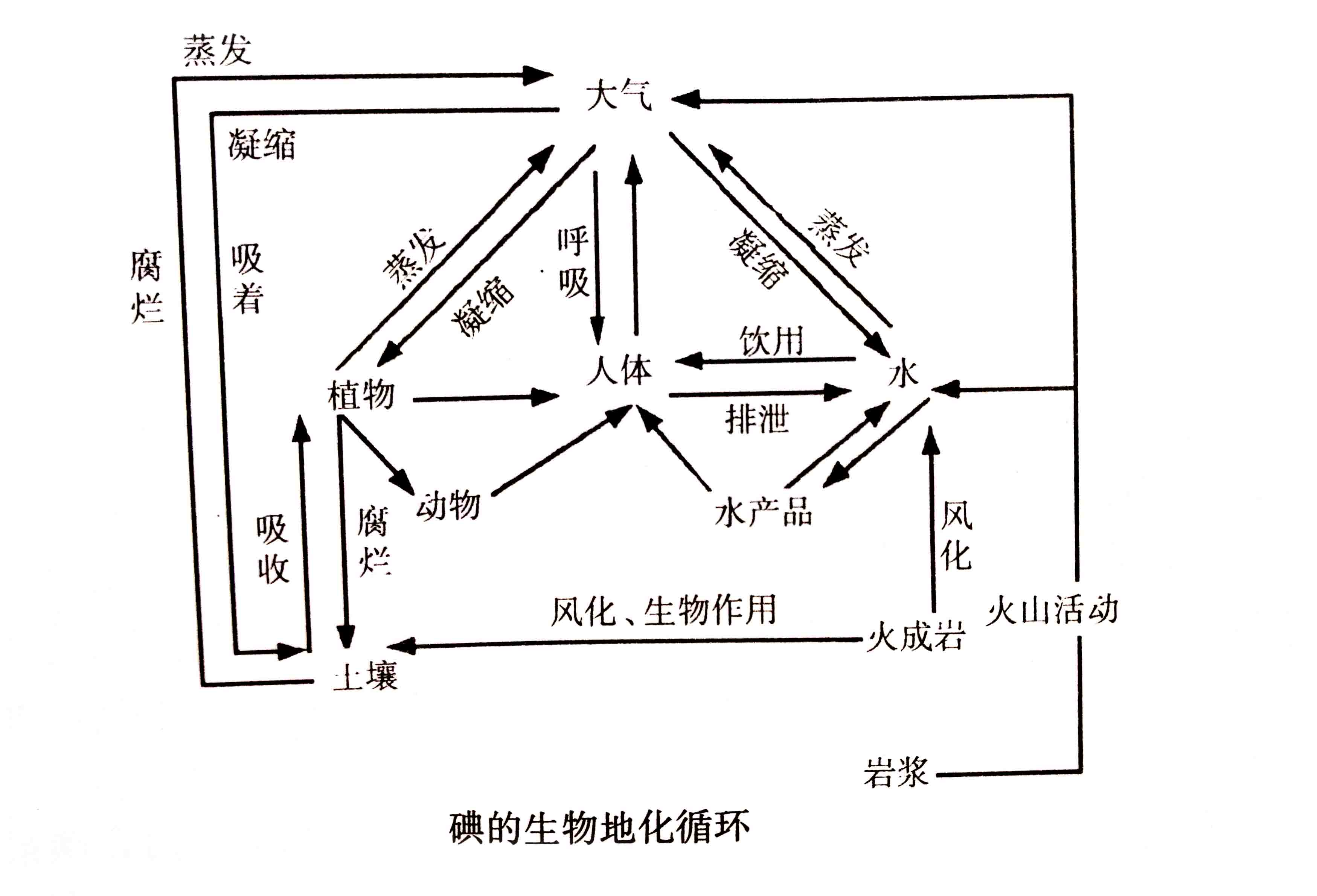 生態(tài)系統(tǒng)的物質循環(huán)——生物地化循環(huán)與人體健康